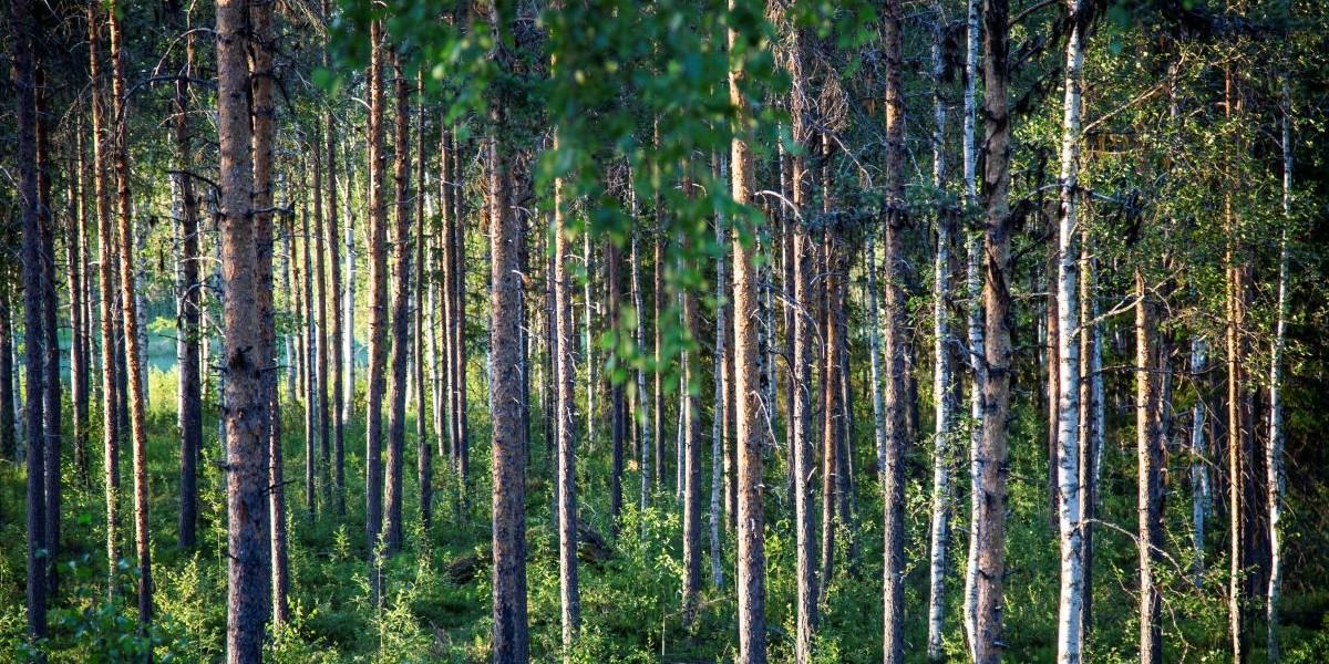 Larmet: Svenska motorn börjar hacka