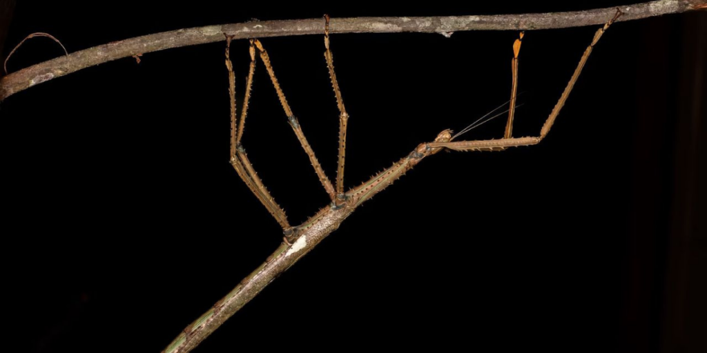 Den 40 cm långa nya arten, Acrophylla alta, upptäcktes i höga höjder på Athertonplatån i norra Queensland, något som enligt forskare kan förklara dess imponerande storlek. (Foto: Angus Emmott/James Cook University)