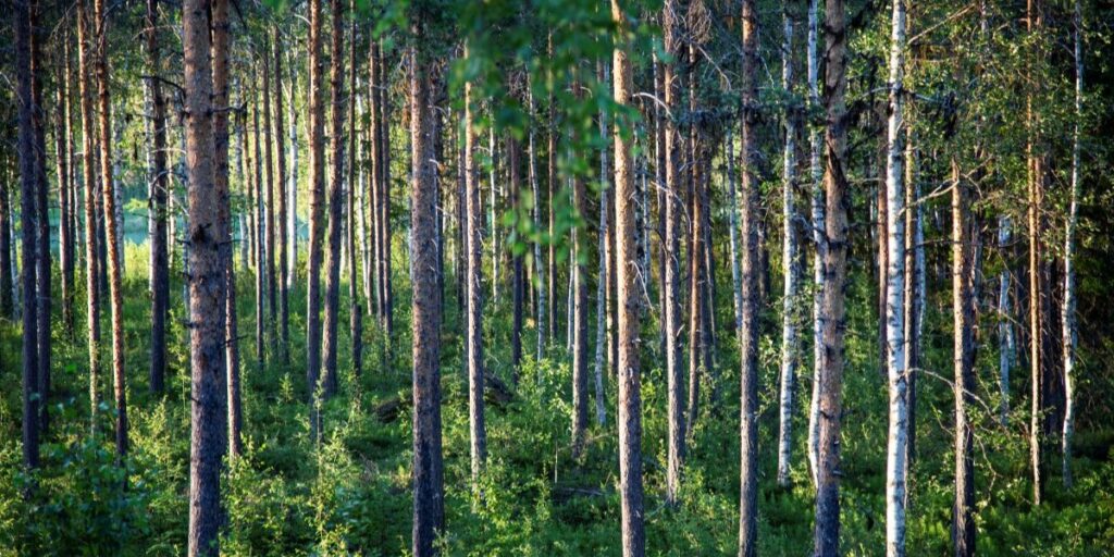 Törstiga träd ger ifrån sig ljud