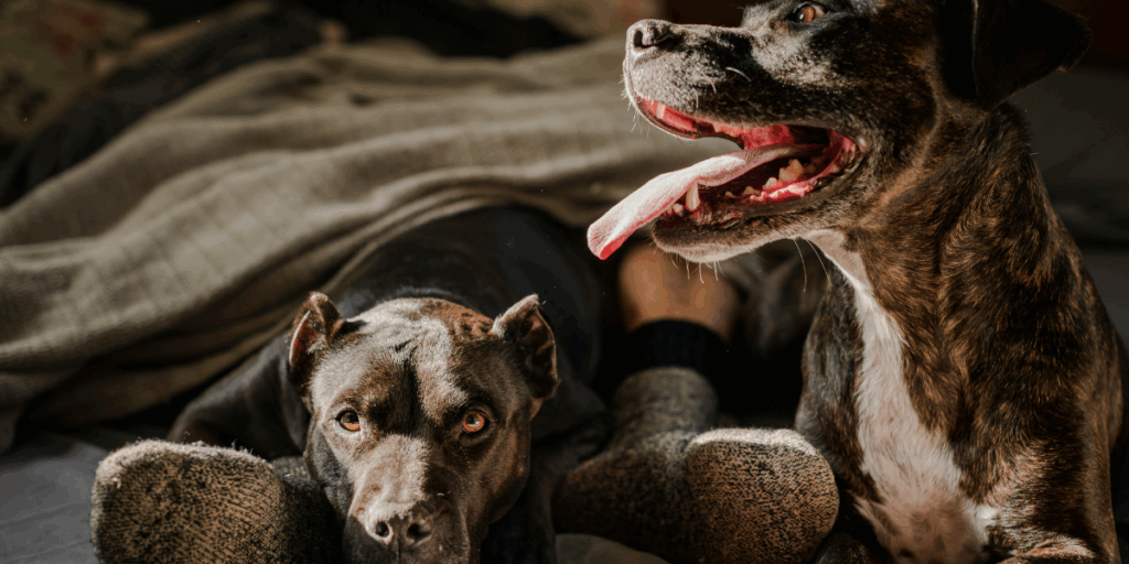 Hundägare vill ju vara säkra på om det är akut eller inte. Då kan AI hjälpa till. (Foto: Chewy on Unsplash)