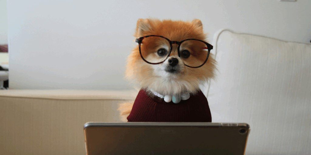 Snart kan vi låta våra hundar göra jobbet, eller ja, AI då. (Foto: Cookie the Pom on Unsplash)