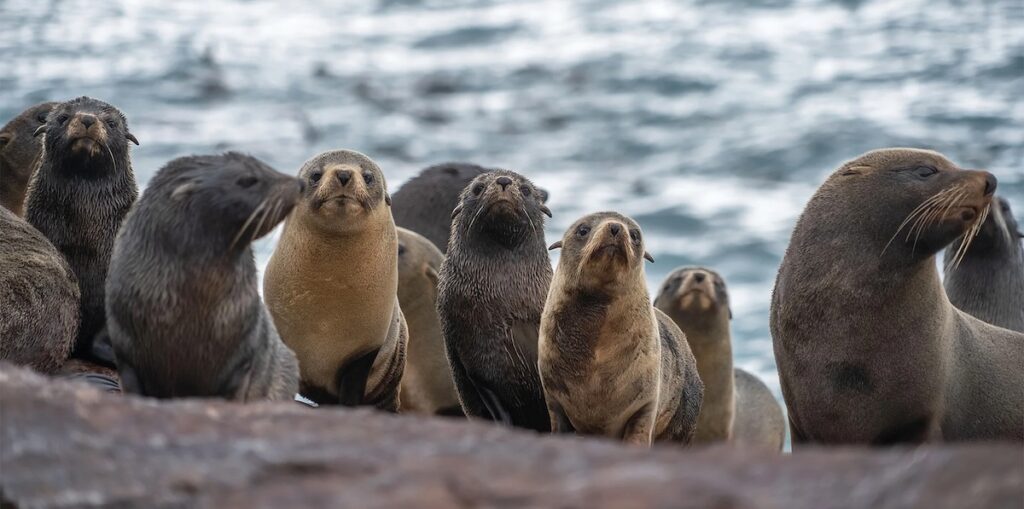 Sjölejon är en vanlig syn i Sydamerikas mest avlägsna resmål Patagonia Azul.