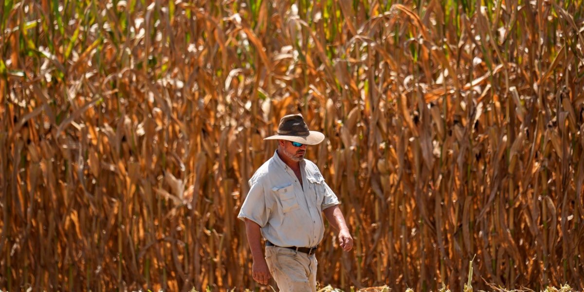 Rekordstor skörd men ändå kris i USA