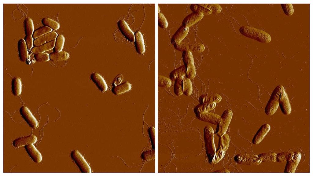 Atomkraftsmikroskopibilder av bakterier som saknar proteinet RfaH och växer under högsaltförhållanden. Utan RfaH får bakterierna defekta ytor som gör att de klumpar ihop sig i den stressiga, saltrika miljön