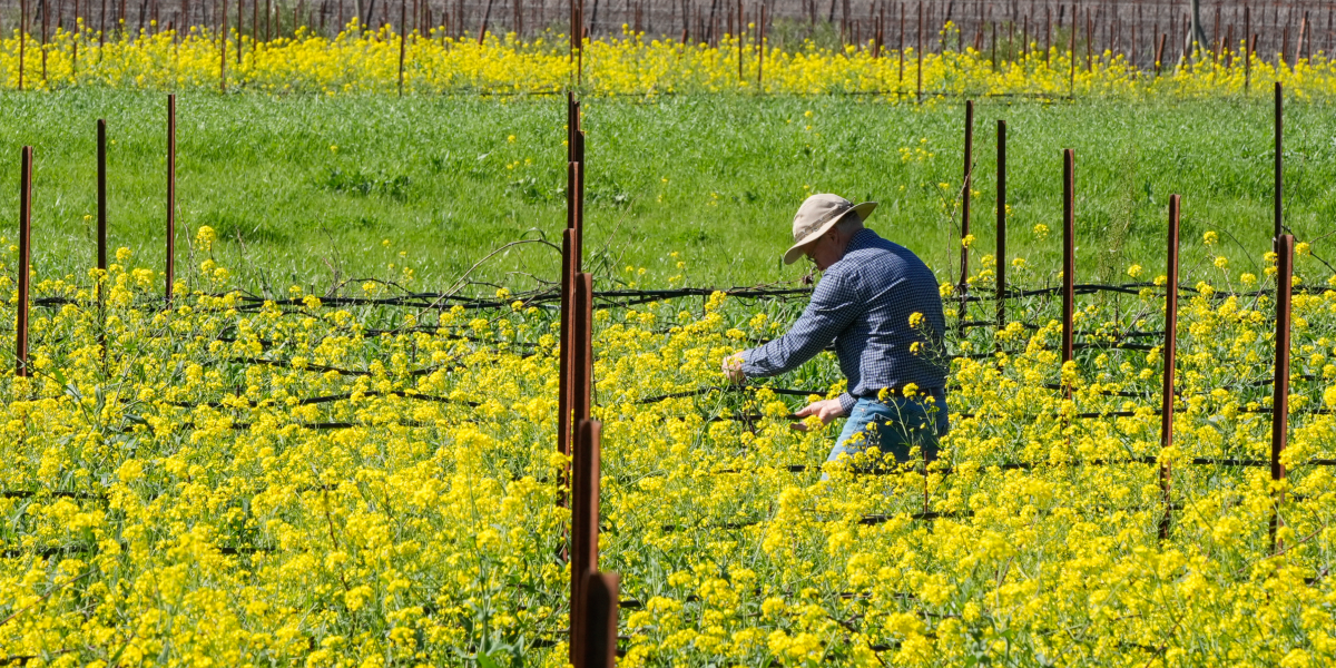 Unga väljer bort alkohol – kris för vingårdar