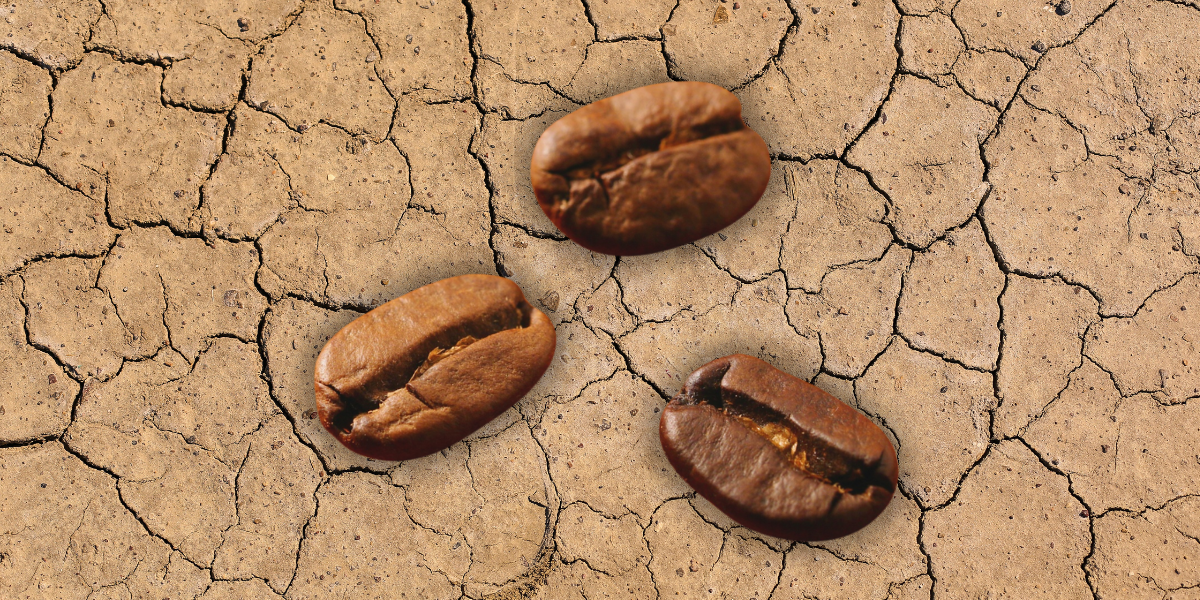 Bryggt för motståndskraft – forskning ska säkra framtidens kaffe