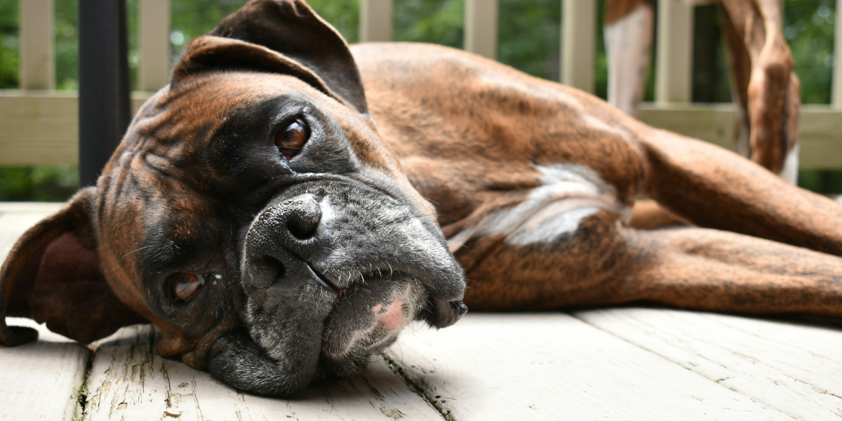 Miljardmarknad med svansföring – husdjur en hit på börsen