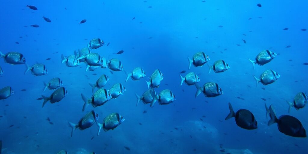 Fiskar simmar i skyddat vatten i Frankrikes Porquerolles nationalpark, ett exempel på det marina liv som kan påverkas av djuphavsgruvdrift.