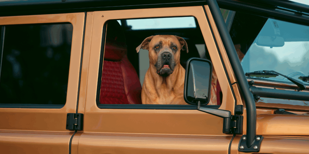 En hund platsar helt naturligt i en sådan här bil. (Foto: Helderburg)