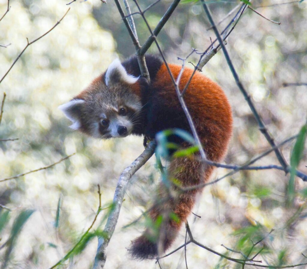 Röda pandor lever i Haas skogar. 